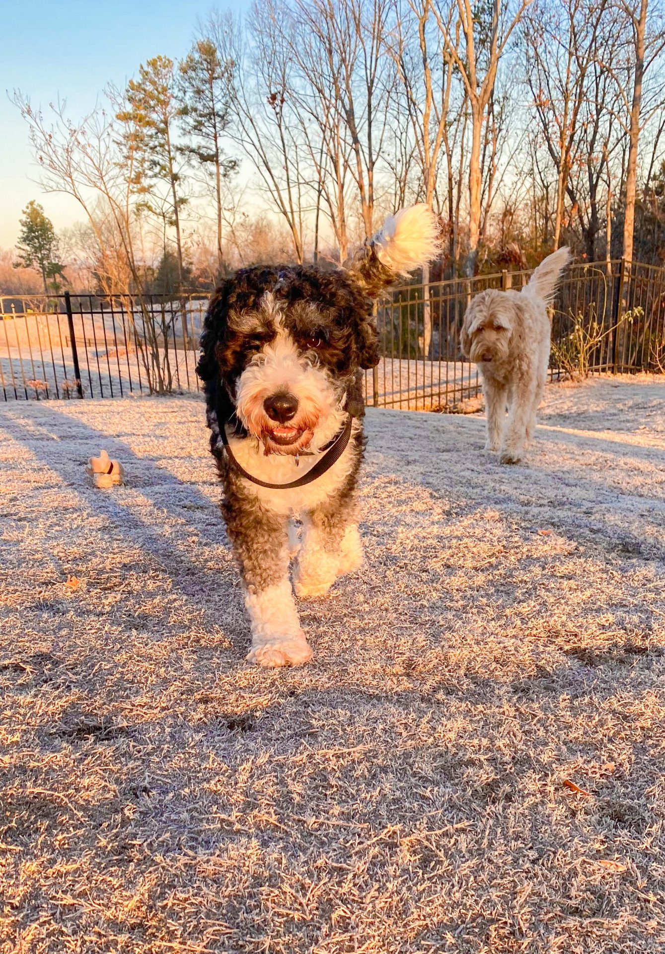 Christmas Cookie Baking + Anatomy Scan to See The Baby!