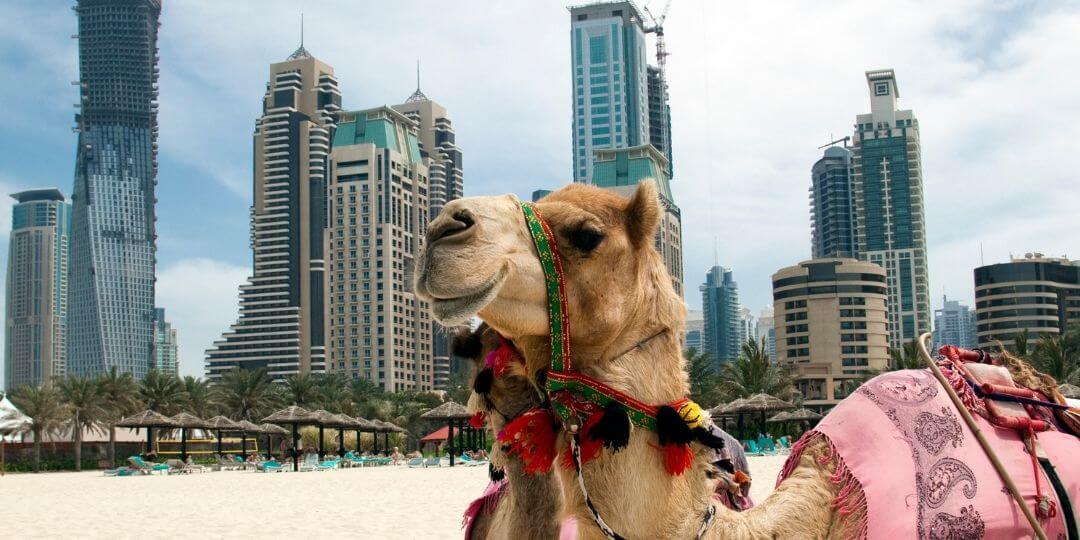 Attractions:Where can I ride a camel in Dubai?